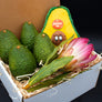 Protea Fun Box - 1 Stem, 4 Avocados, 1 Avocado Squeeze Toy