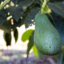 12 Large Fuerte Avocados - Farmers Dozen