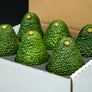 6 Large Hass Avocados