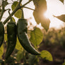 FRESH GREEN CHILE 2026 HARVEST PRE-ORDERS START JUNE 1ST = SAVE 10% OFF = HARVEST BEGINS AUGUST 2026