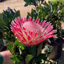 Long Stem Empress Protea (4 Flowers)