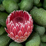 Long Stem Empress Protea (2 Flowers)