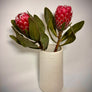 Long Stem Empress Protea (2 Flowers)