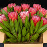 Protea Flowers, 12 Assorted Protea Stems
