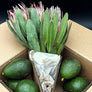 Protea Flowers, 4 Stems and 6 Avocados