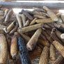Casados Farms new mexcio chicos