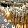 Casados Farms new mexcio chicos