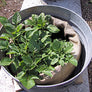 Snake ranch chile sacks