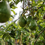 PROTEA AVOCADO - 2 Protea Stems and 4 Avocados