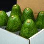 6 Large Fuerte Avocados - A California Classic