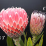 Long Stem Empress Protea (2 Flowers)