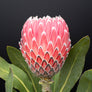 Long Stem Empress Protea (2 Flowers)