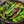 FRESH GREEN CHILE 2026 HARVEST PRE-ORDERS START JUNE 1ST = SAVE 10% OFF = HARVEST BEGINS AUGUST 2026