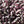 Adobe Milling Company ANASAZI beans 2 lbs.