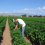 FRESH GREEN CHILE 2026 HARVEST PRE-ORDERS START JUNE 1ST = SAVE 10% OFF = HARVEST BEGINS AUGUST 2026