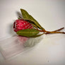Long Stem Empress Protea (2 Flowers)