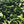 FRESH GREEN CHILE 2026 HARVEST PRE-ORDERS START JUNE 1ST = SAVE 10% OFF = HARVEST BEGINS AUGUST 2026