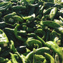 Roasted & Frozen Chile