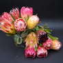Protea Flowers, 12 Assorted Protea Stems