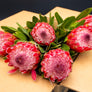 Protea Flowers, 6 Assorted Protea Stems