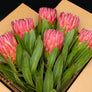 Protea Flowers, 6 Assorted Protea Stems