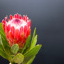 Protea Flowers, 6 Assorted Protea Stems