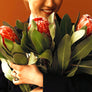Protea Flowers, 6 Assorted Protea Stems