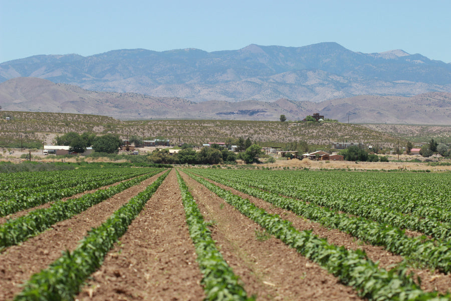 FRESH GREEN CHILE Shipping Included! GREEN WILL HAVE SOME RED-IT'S MID-HARVEST