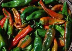 FRESH PINTADO CHILE HARVEST 2025