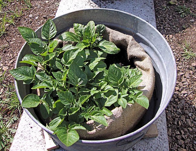 Snake Ranch Chile Snake ranch chile sacks